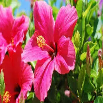 Hibiscus Flowers Pink Color Exporter