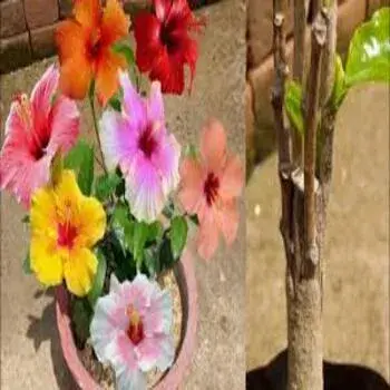 Hibiscus Flowers Mix Flower Color Exporter