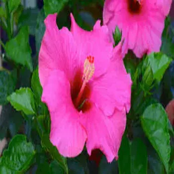 Hibiscus Flowers Pink Color Manufacturers