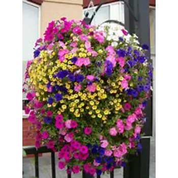  Hanging Basket