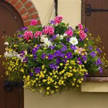  Hanging Basket