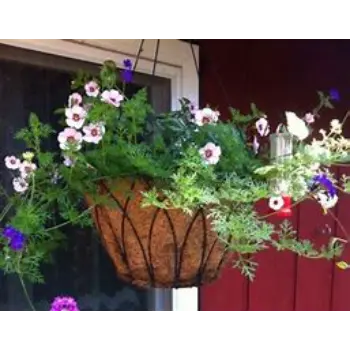  Hanging Basket
