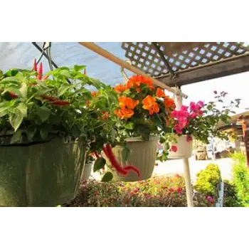  Hanging Basket