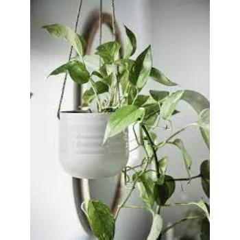 Al Nazim Hanging Basket