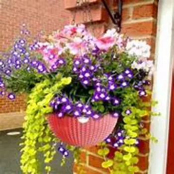 New Hanging Basket
