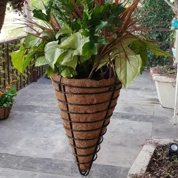 Brothers Hanging Basket