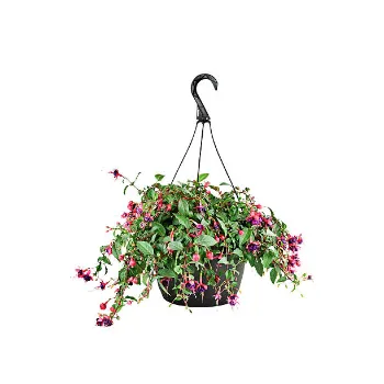 Standard Hanging Basket