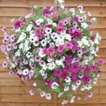 Common Hanging Basket