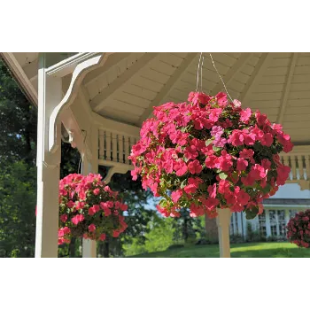 Spotless Hanging Basket