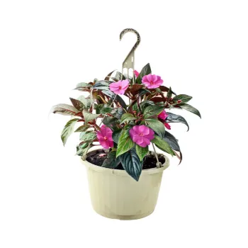Kp Hanging Basket