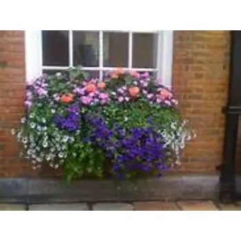 New Hanging Basket