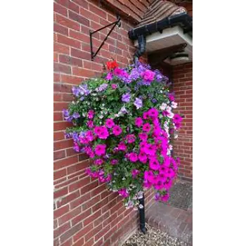 Hanging Basket
