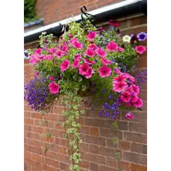 All Type Hanging Basket