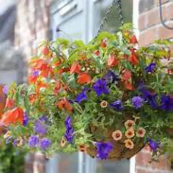 Hanging Basket