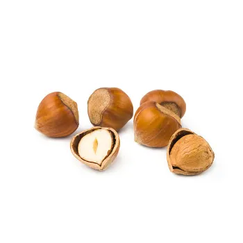 Common  Hazelnut