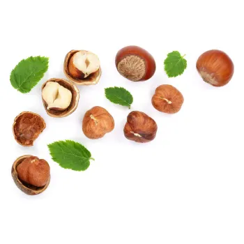 Common Hazelnut