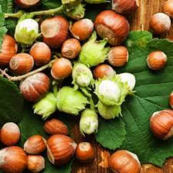 Organic Hazelnuts