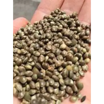 Natural Hemp Seeds