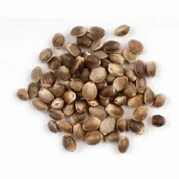 Hemp Seeds