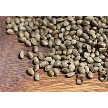 Hemp Seeds