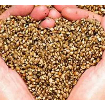 Hemp Seeds