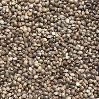 Hemp Seeds