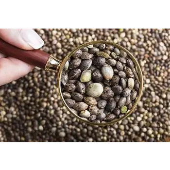 Fresh Hemp Seeds