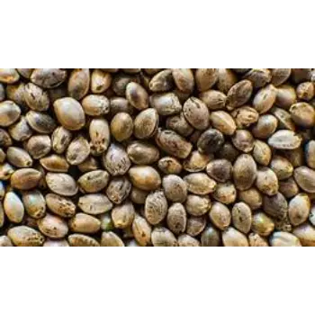 Fresh Hemp Seeds