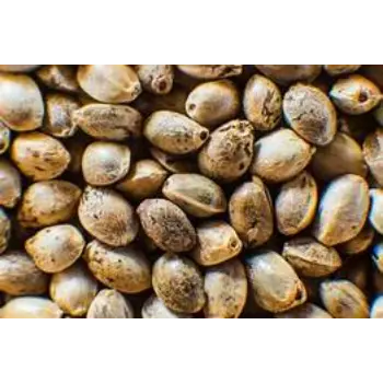 Fresh Hemp Seeds