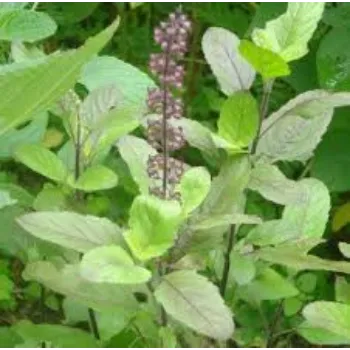 RAJESWARI NURSERY Herbal Plant