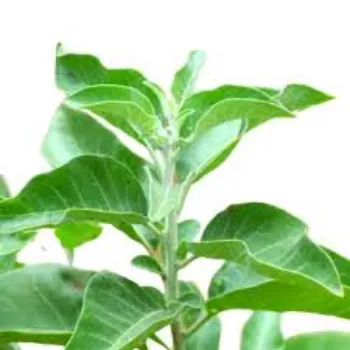 Natural Herbal Plant