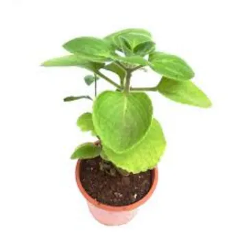 Roshni Agri forestry Herbal Plant