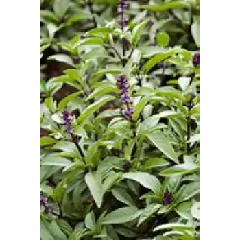  Herbal Plant