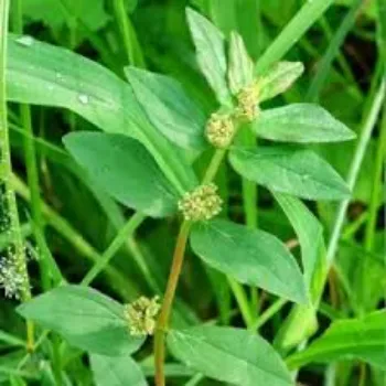   Herbal Plant