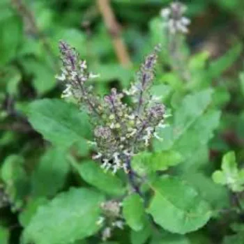 Green Herbal Plant