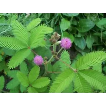  Herbal Plant