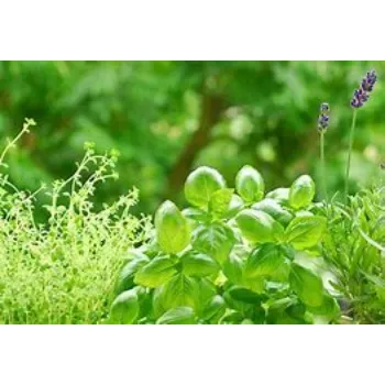  Herbal Plant