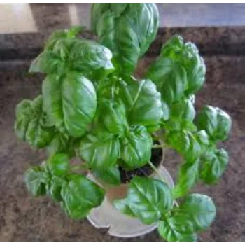 Natural Herbal Plant