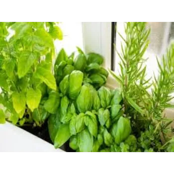 Herbal Plant