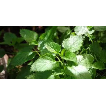 Fresh Herbal Plant