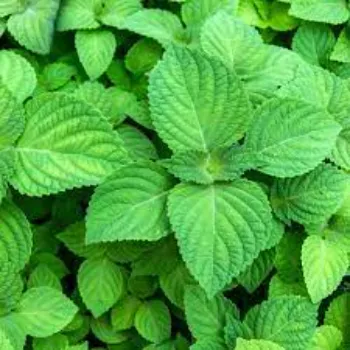 Organic Herbal Plant