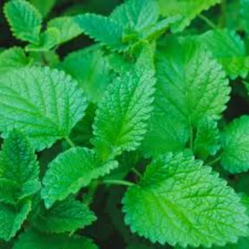 Common  Herbal Plant