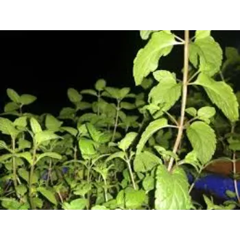 Natural Herbal Plant