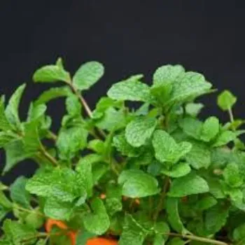 Herbal Plant