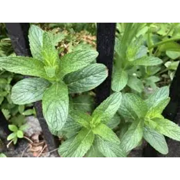 Natural Herbal Plant