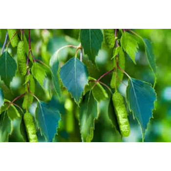 Natural Herbal  Plants