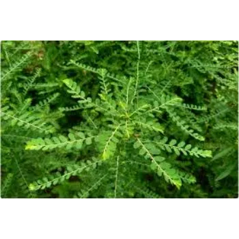 Fresh Herbal Plants