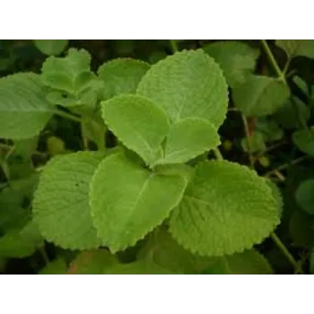 Natural Herbal Plant