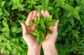 Organic Herbal Plant