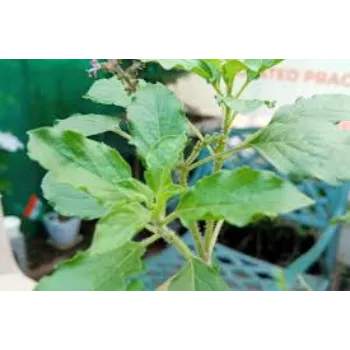 Organic Herbal Tulsi Plant